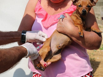 Bairros terão postos fixos de vacinação contra a raiva em cães e gatos, até 16h