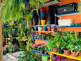 Em Itatiaia: Floricultura Raribu traz várias opções para os amantes de flores, plantas e hortas