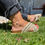 Thumbnail: ARRABIDA SILVER ankle