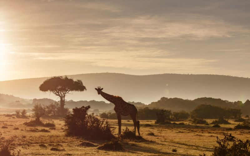 Giraffe Manor- Breakfast with Giraffes