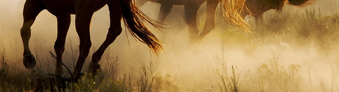 Cowboy en Wild Horses