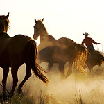 Cowboy und Wild Horses