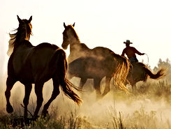 Cowboy and Wild Horses