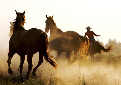 Cowboy and Wild Horses
