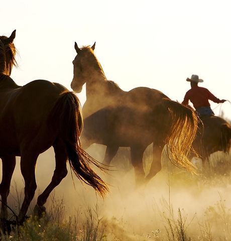 Cowboy and Wild Horses