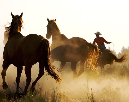 Cowboy and Wild Horses