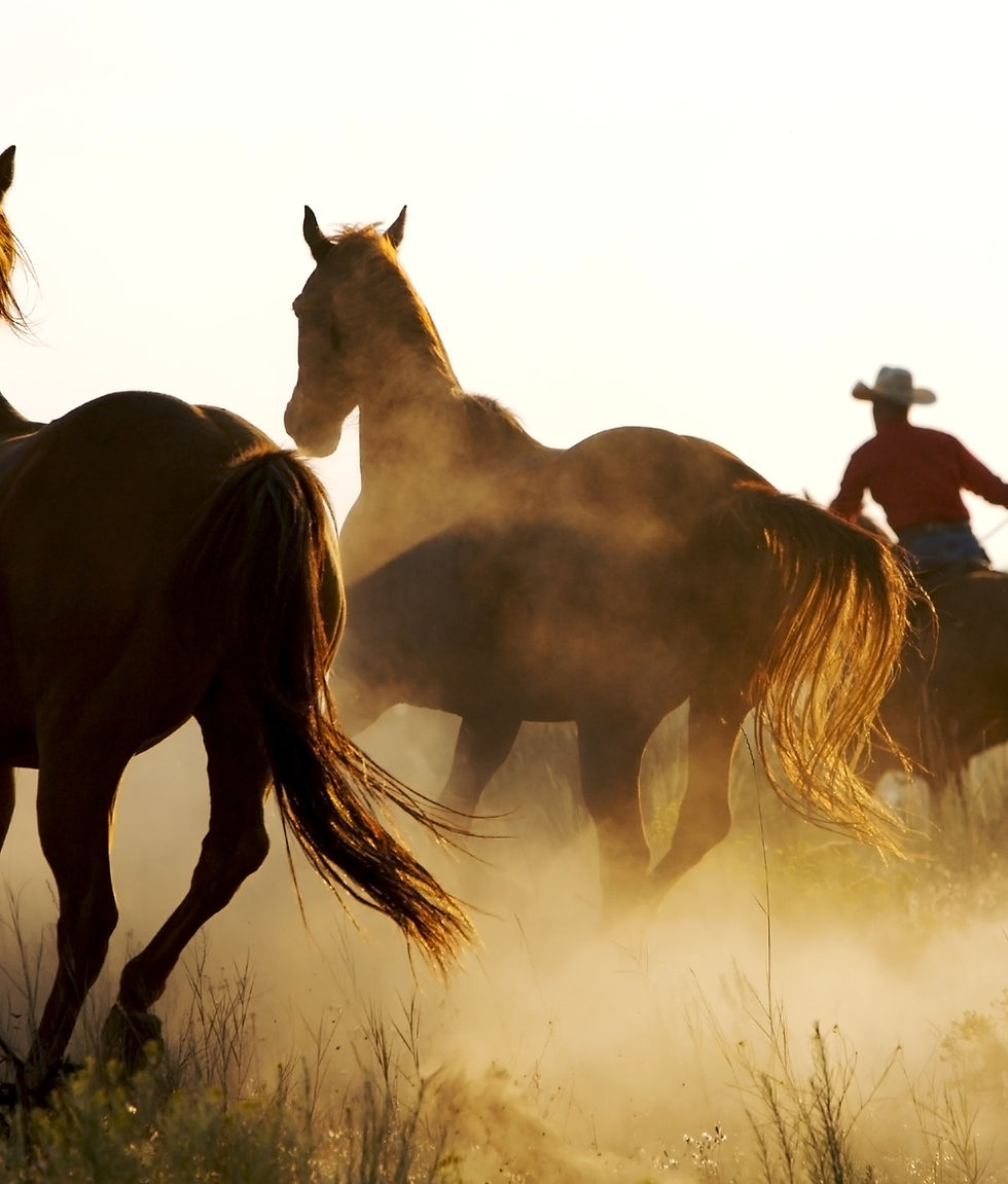 Cowboy and Wild Horses