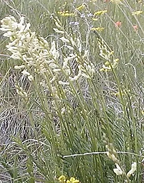 Palouse Milkvetch.webp