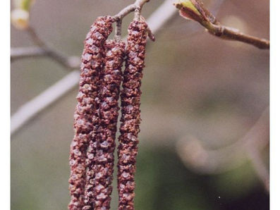 Red Alder