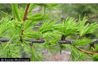 Western Larch