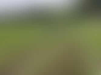 雨の時は人参管理作業