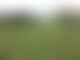 5/5 2021 人参間引き及び草引き作業