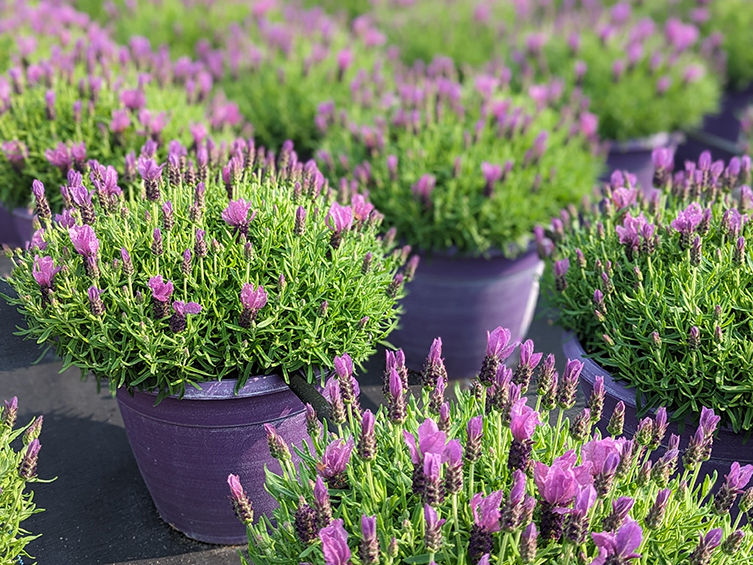 Summer Lavender