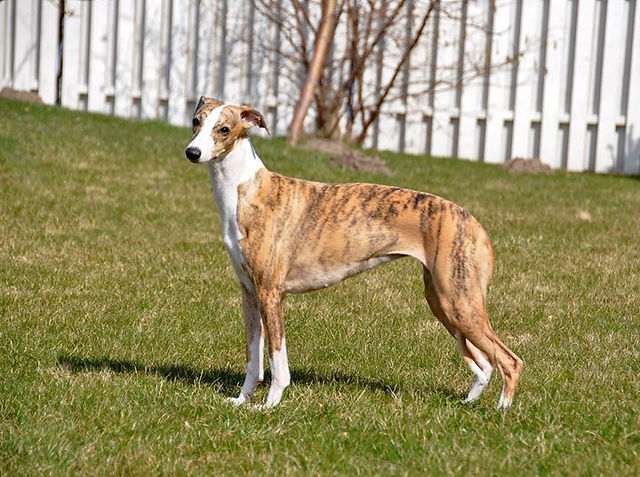 In photo Show Winner Roona (Absoliuti Idile Hayami) _3__2018-06-09 CAC show Palanga_Whippet judge Livija Zizevske, LT_🌟Best Puppy - Topaz (A