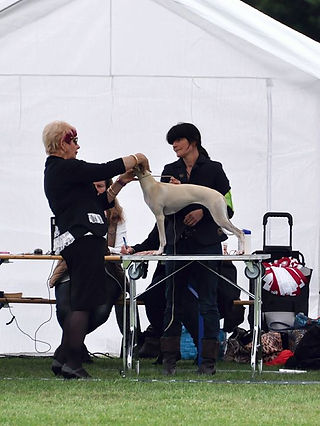 Puppy class - 13 entries_ABSOLIUTI IDILE IDILE _Moona_ - 2th place VP!
