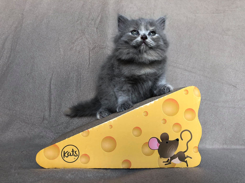 116791511_576163019717132_18343880357398