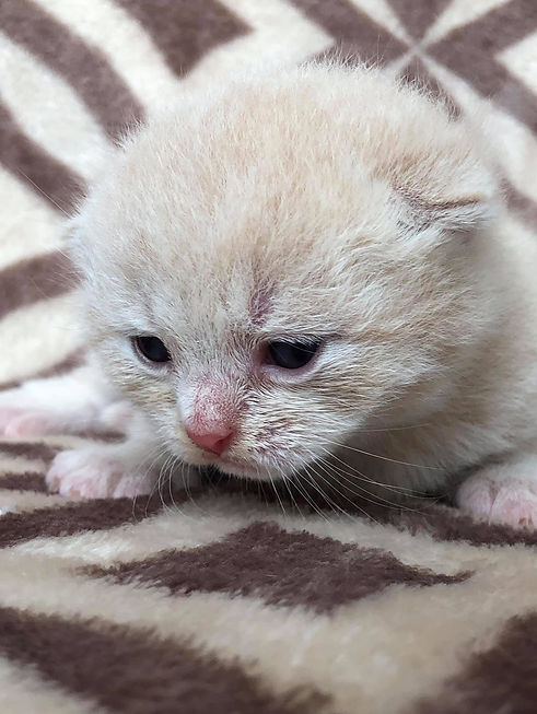 109879660_568436043823163_34736027249216