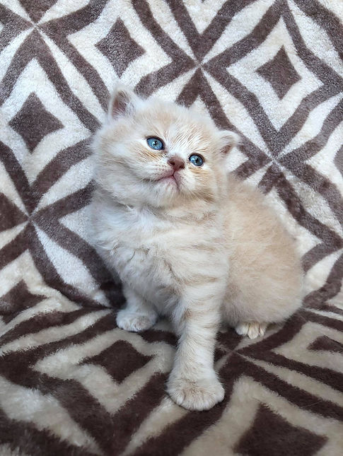 109977510_568028140530620_37941575237172