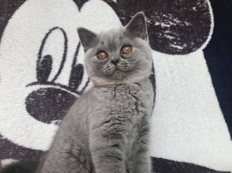 118525963_590146204985480_22069805122228