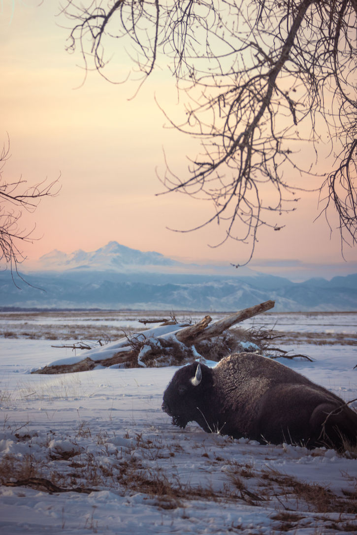 Photography by Spencer McCray — Bison in snowy field with distant mountains and pale sky | Los Angeles photographer