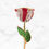 Thumbnail: The Forever Rose® CRYSTALLIZED Preserved Rose - Peppermint