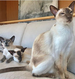 cats.jpg