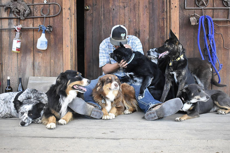 Dog trainer with a group of dogs