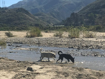 Wayne and Sunny, a dog board and training with us, playing in the river behind our house