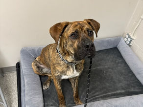 Brindle colored dog is sitting on a dog bed, looking at the camera