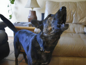 Black dog barking in front of a living room couch