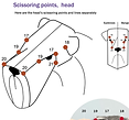 scissoringpointshead.png