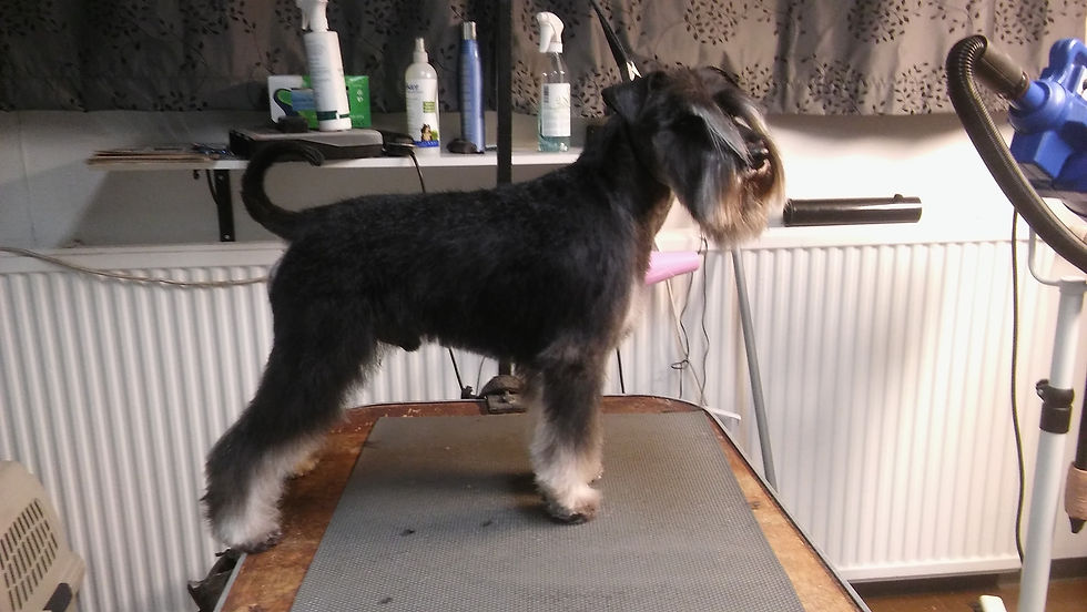 Musta-hopea kääpiösnautseri