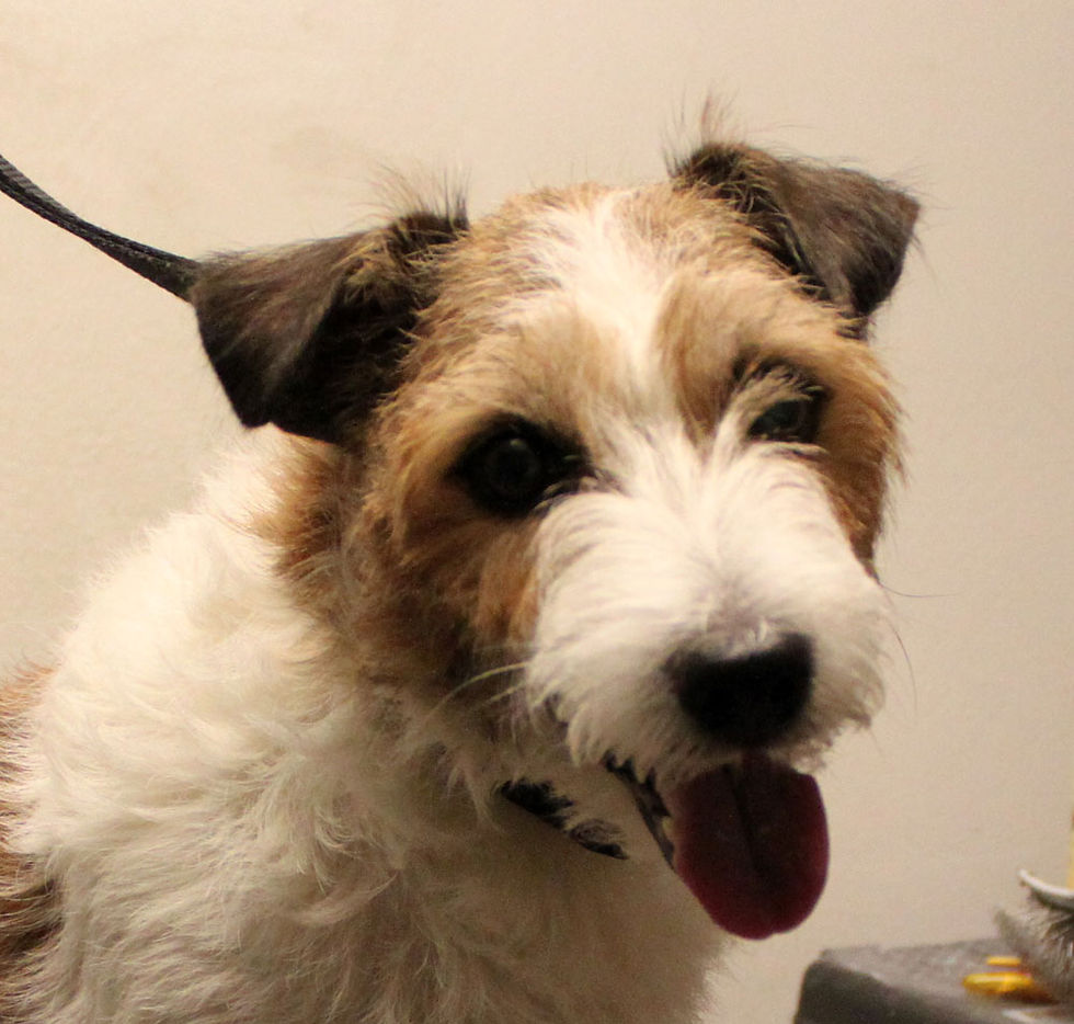 jack russelin trimmaus