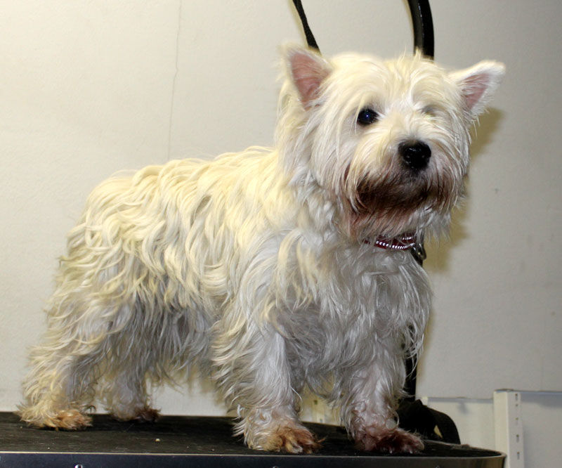 Westie