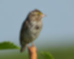 UMIBC Weekly Birding Walk