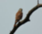 UMIBC Weekly Birding Walk