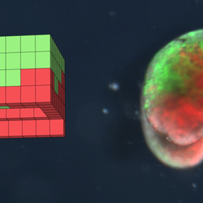Cell engineering: The power of xenobots