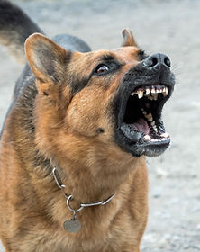 dog-2141358_1920 (1).jpg