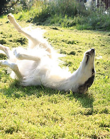 dog-633816_1280.jpg