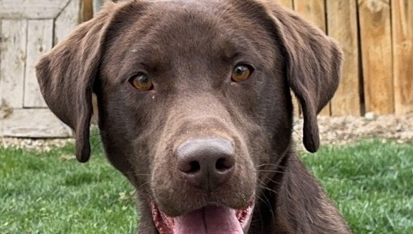 Chocolate Labrador Stud