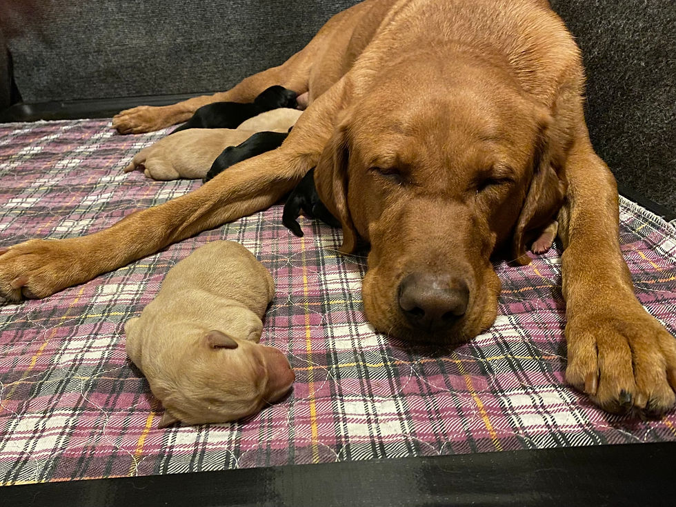 Yellow, Fox Red, Back, and Chocolate Lab puppies