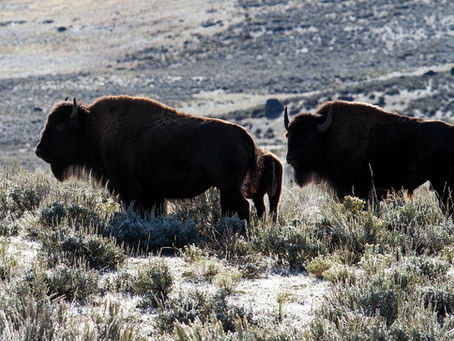 von Kühen und Büffeln
