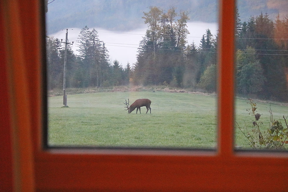 Hirsch auf Wiese