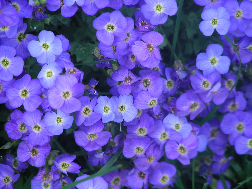 Wildblumen