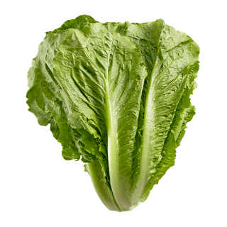Romaine