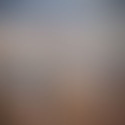 Bare tree with leafless branches against a blurred autumn background.