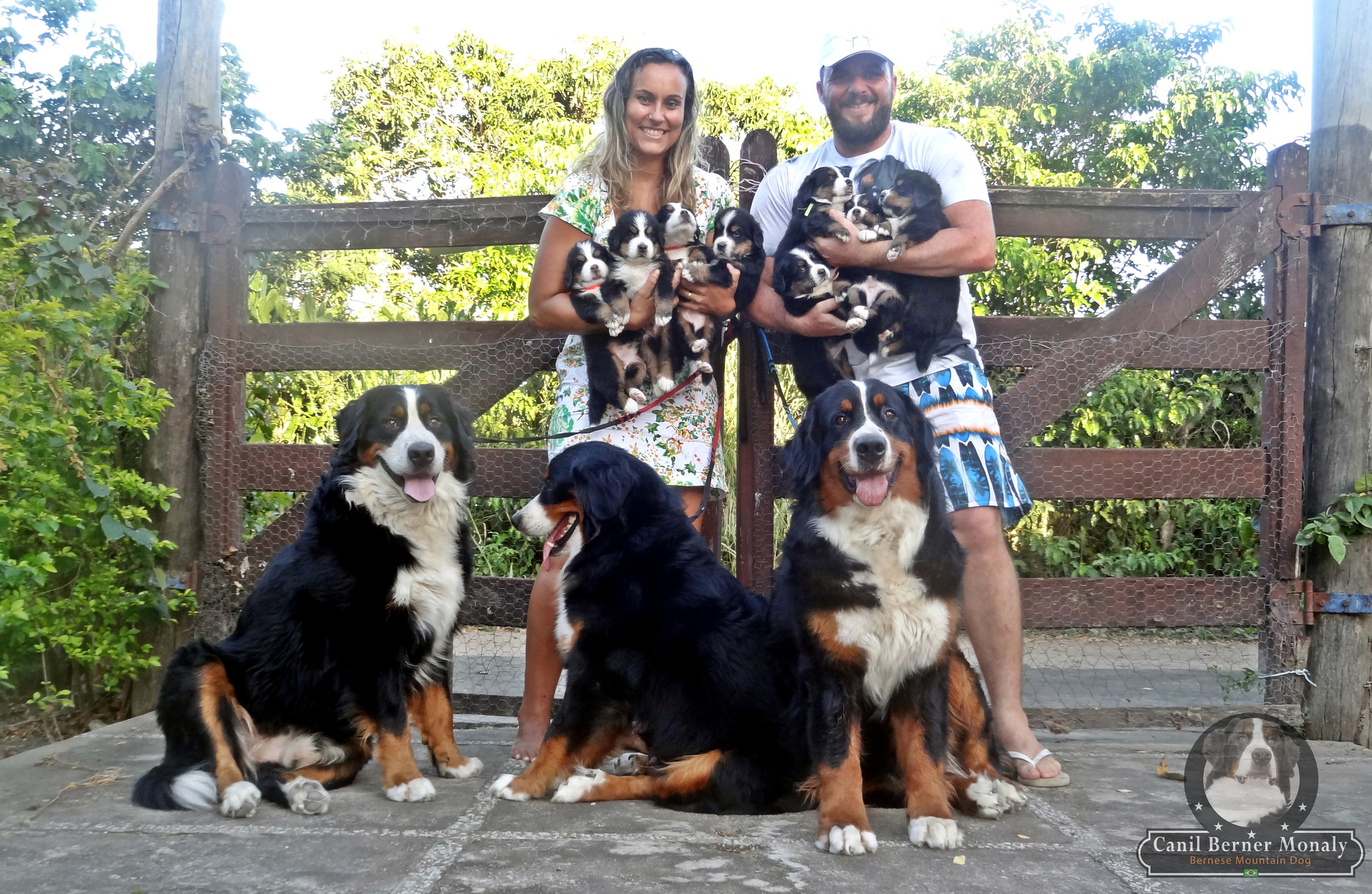 Bernese - Raças de Cães, Informações sobre Cães da Raça Bernese