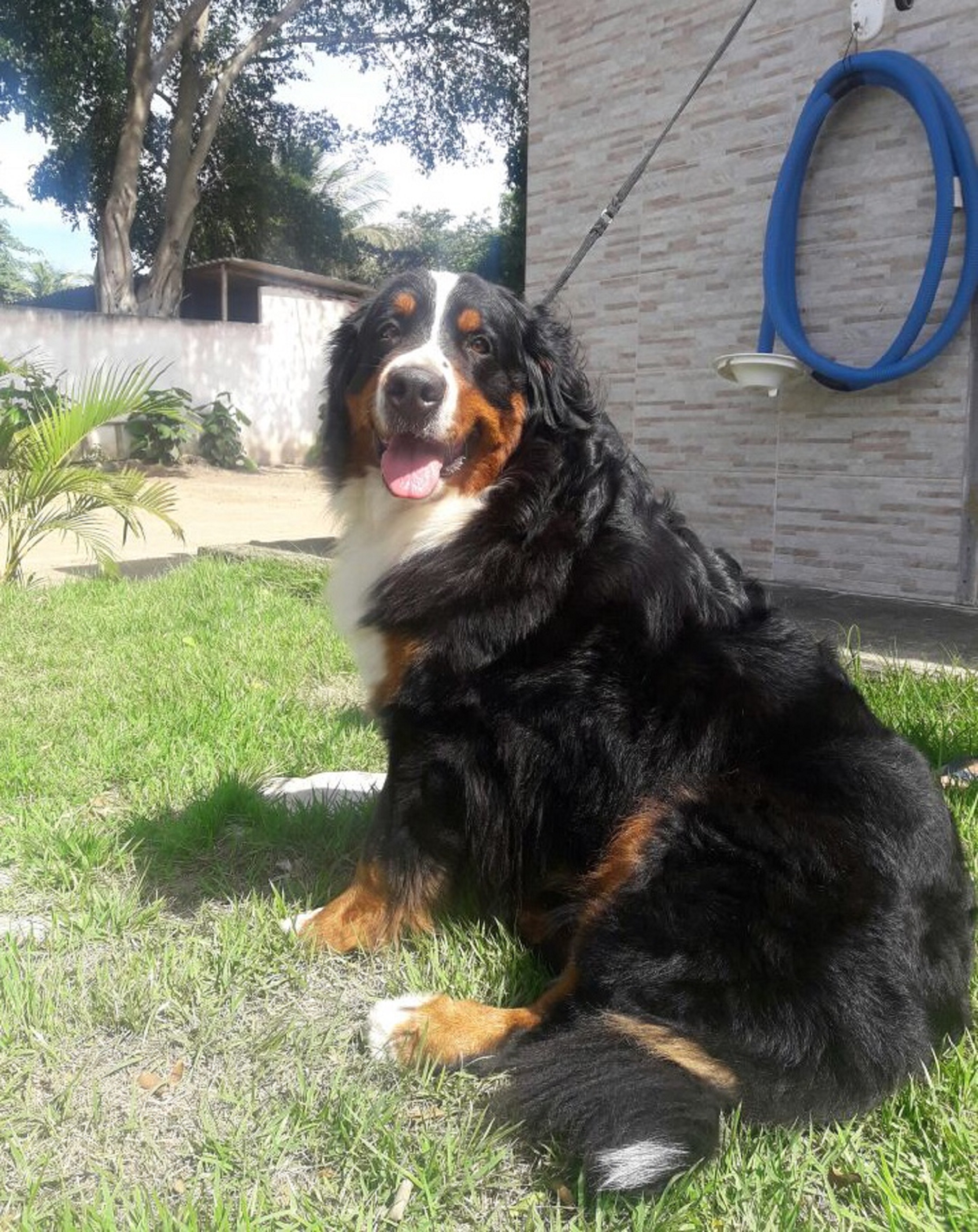 Bella aos 3 anos de idade