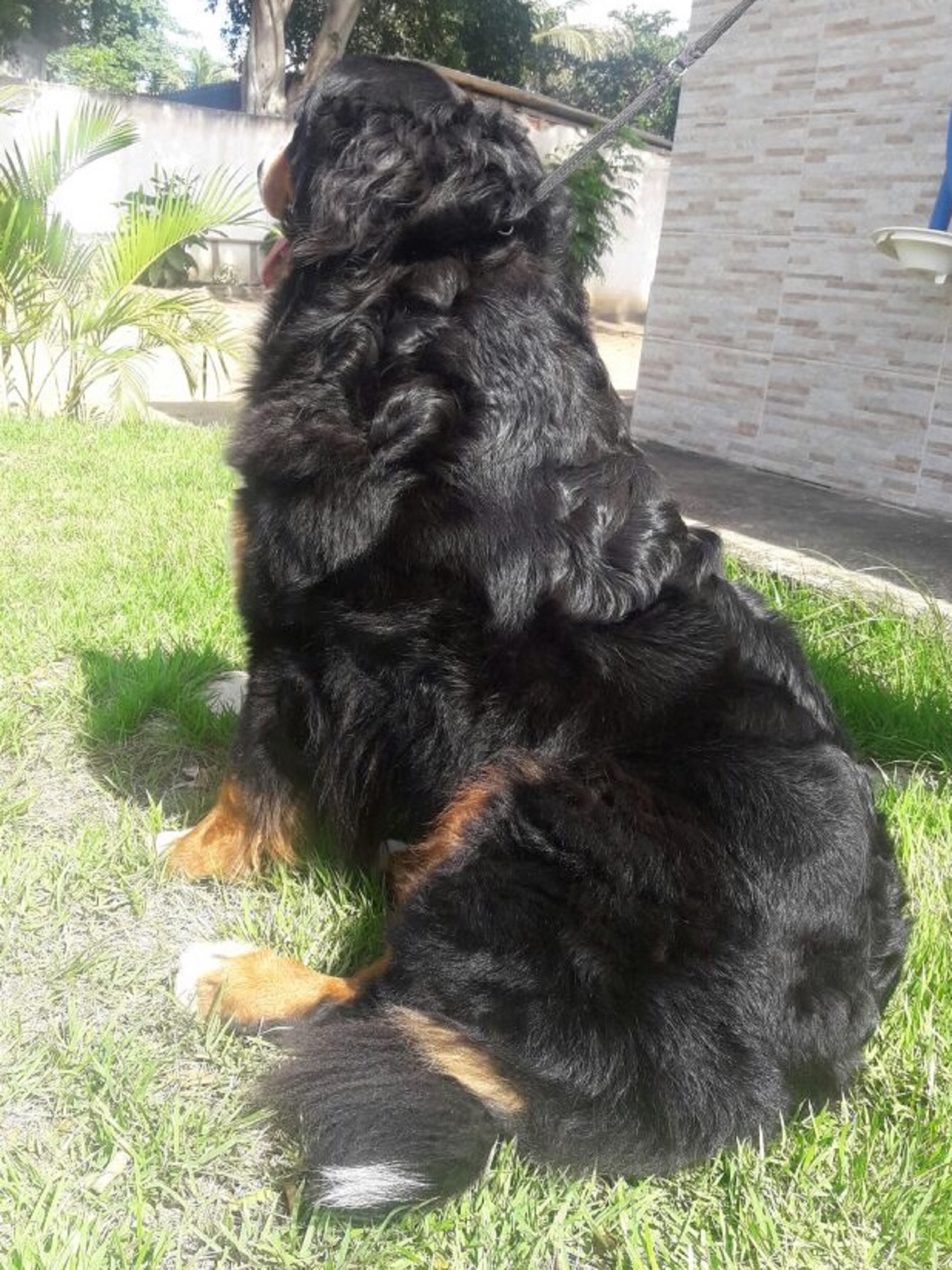 Bella aos 3 anos de idade