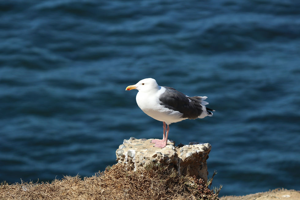 Western Gull